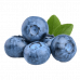 BLUEBERRY HOLLAND